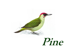 Pine Furniture